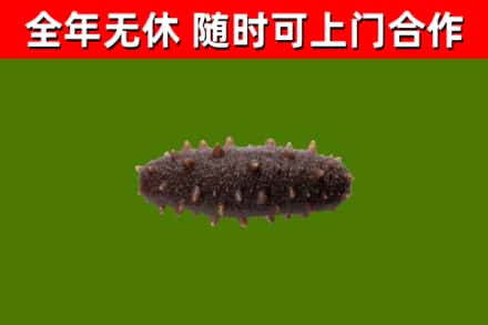 肇源县烟酒回收干海参.jpg
